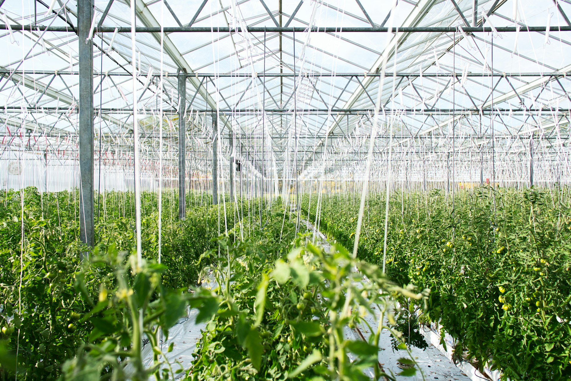 AI Is No Longer Advising Greenhouse Growers. It’s Running the Greenhouse.