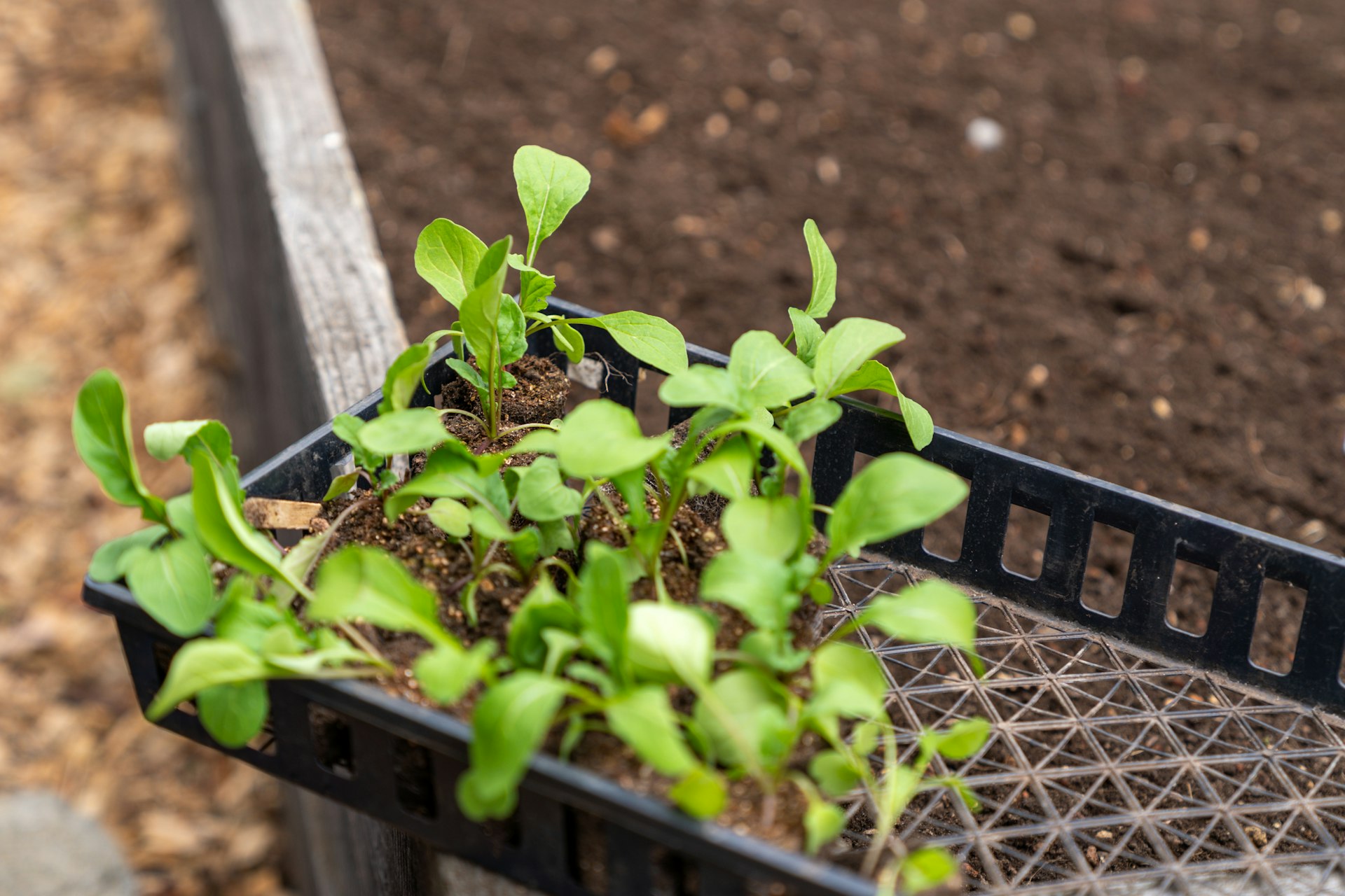 The Seed Industry Has Started Breeding for Indoor Farms