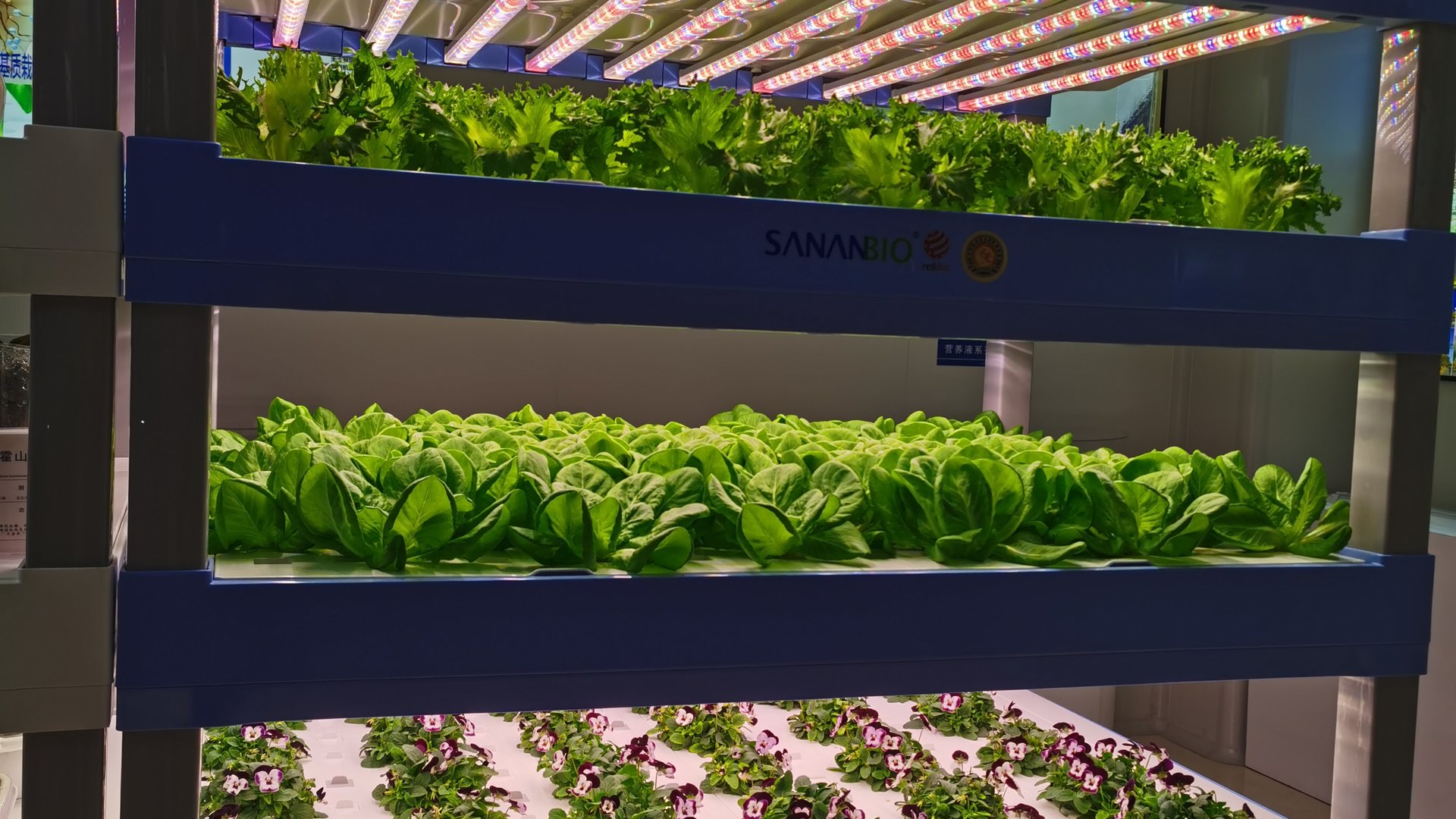 Vertical Farming After the Shakeout: Smaller, Credible, and Raising Money Again