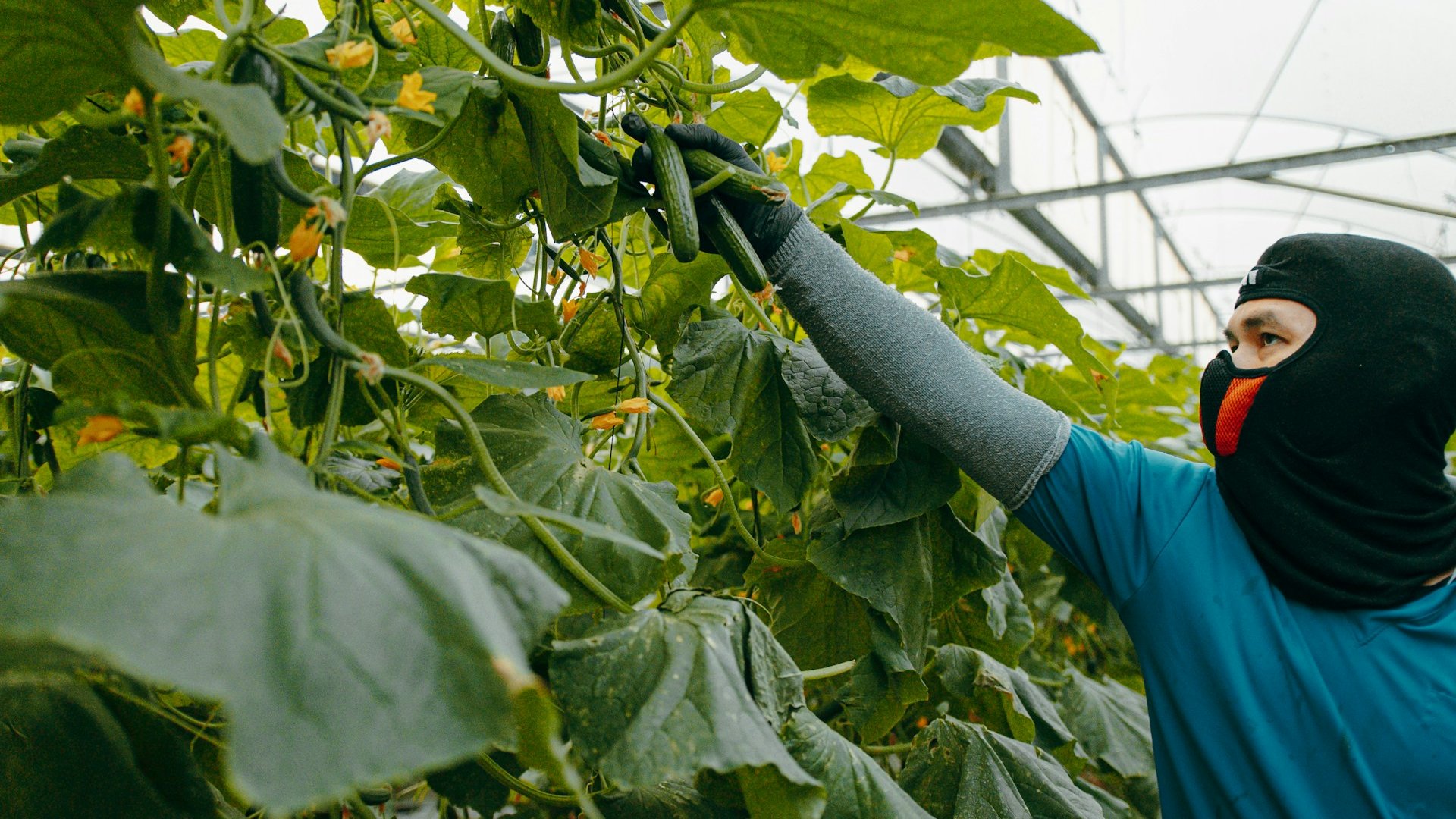 Britain’s Biggest Glasshouse Is Going All-LED. Winter Cucumbers Are the Reason.