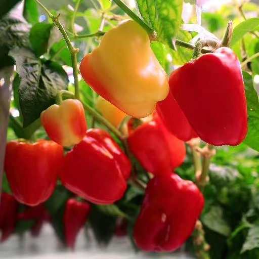 Pepper (Fruiting)
