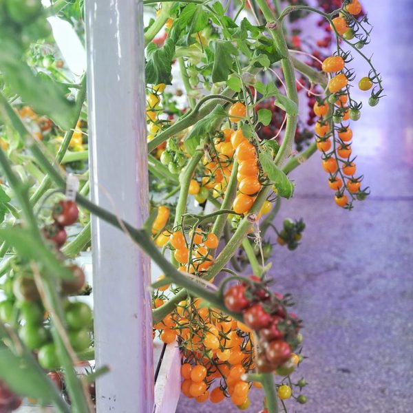 Cherry Tomatoes (Fruiting)