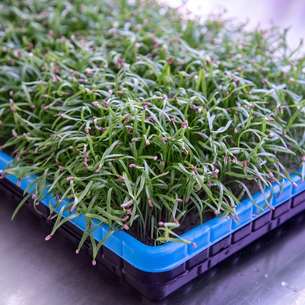 Arugula (Germination)