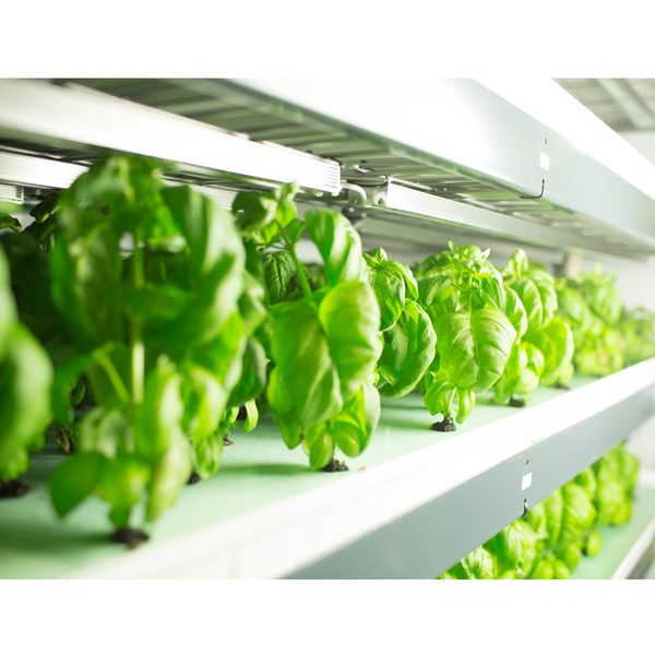 Italian Basil (Germination)