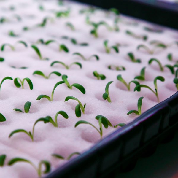 Greenwave (Germination)